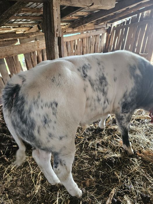 Vitel albastru belgian