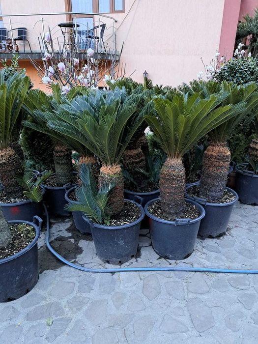 Amenajări grădini și curți – servicii profesionale