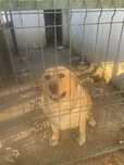 Donez Caine Rasa Labrador Retriever