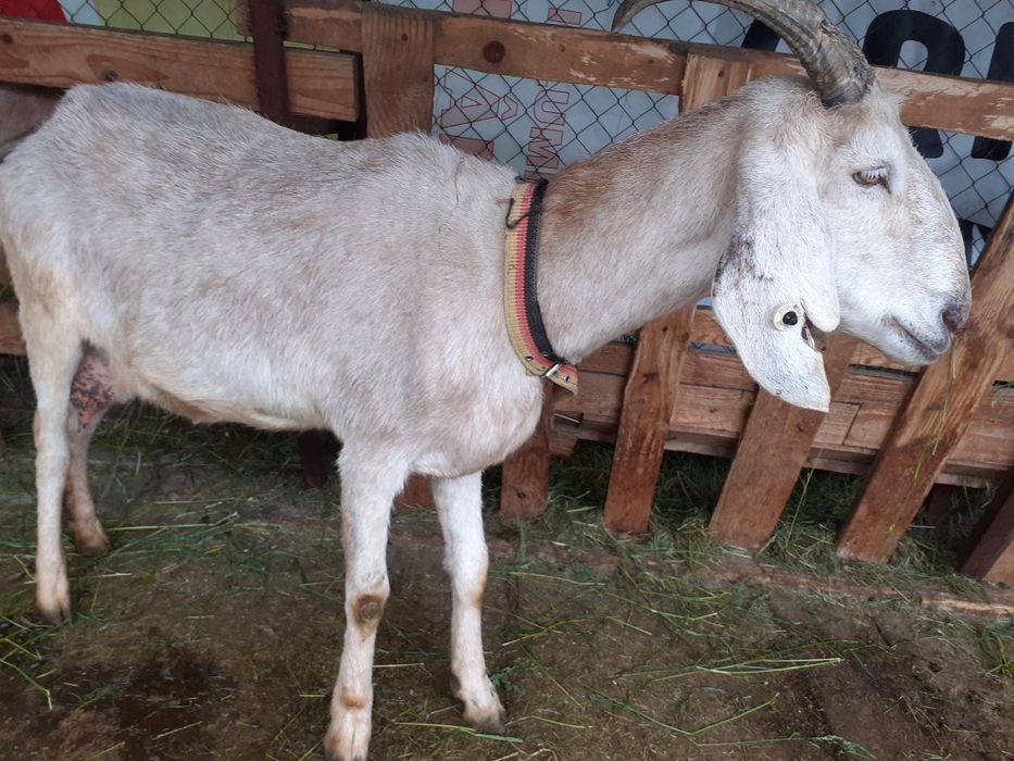 Vand capră de rasă