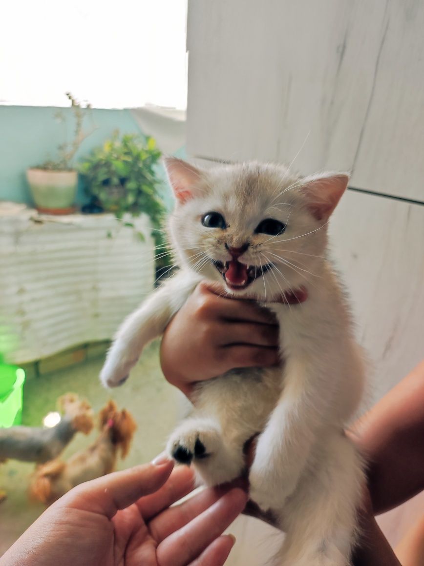 Продаются породистые котята