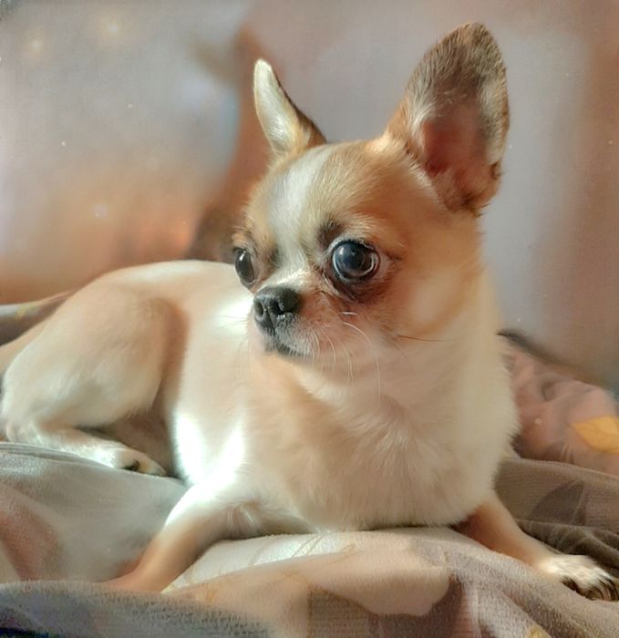 Мини чихуахуа кобель,вязка