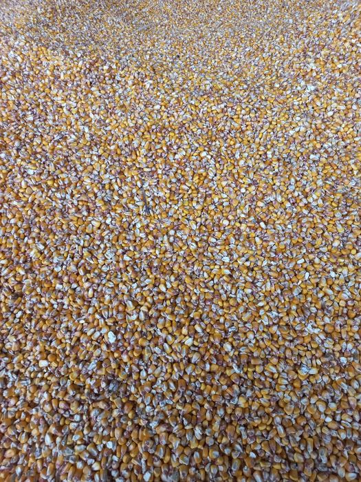 Продавам царевица