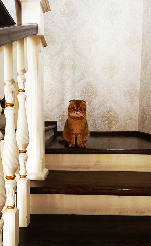 Продаётся чистокровный кот Scottish fold золотая шиншилла