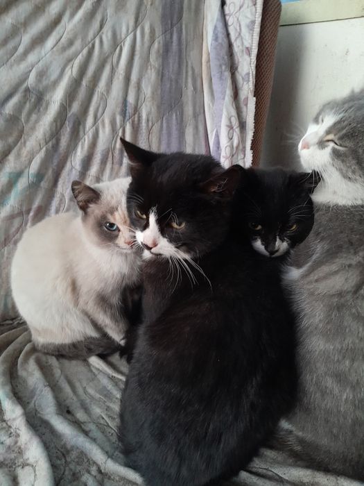 Отдам котят в хорошие руки