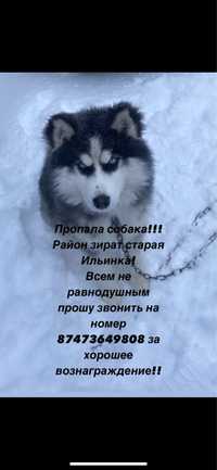 Пропала собака Хаски в Ильинке!