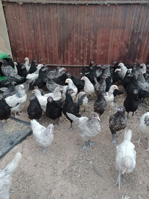 Pui australorp negru albastru și splash