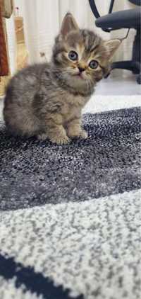 American shorthair puiuti