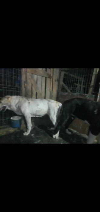 Mascul Ciobanesc de Asia Centralaă