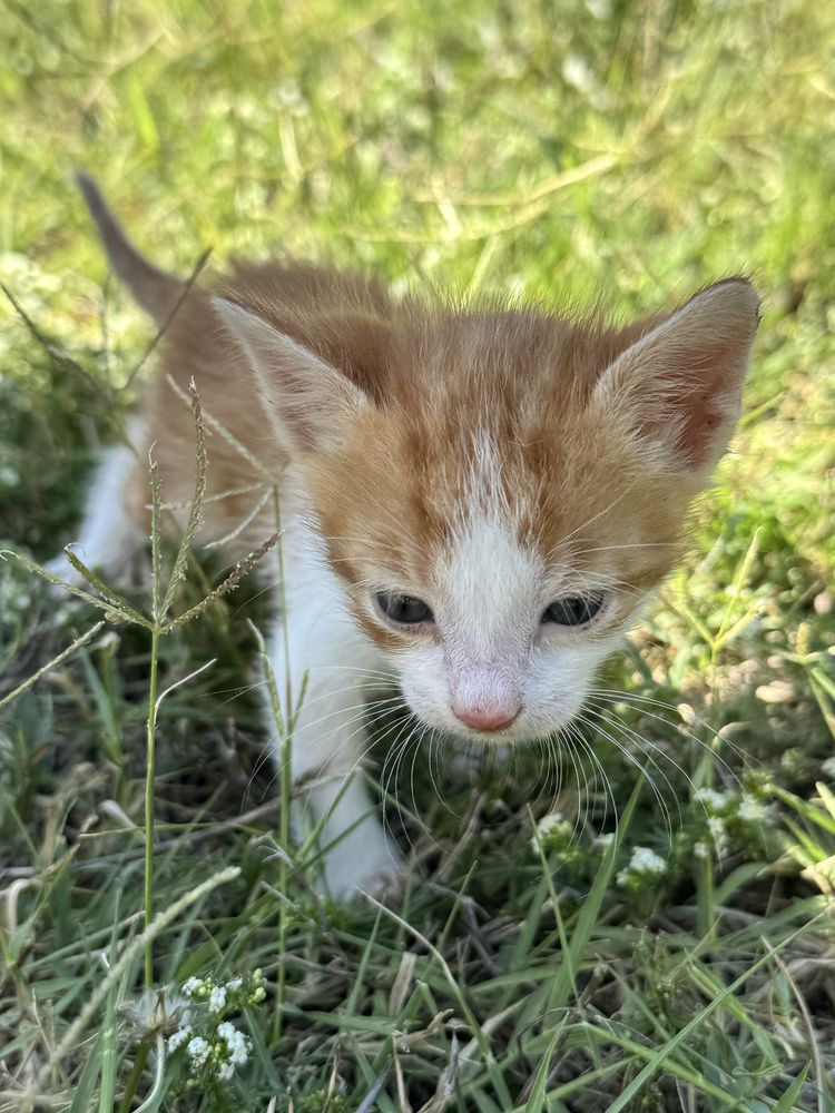 Котенца на 1 месец