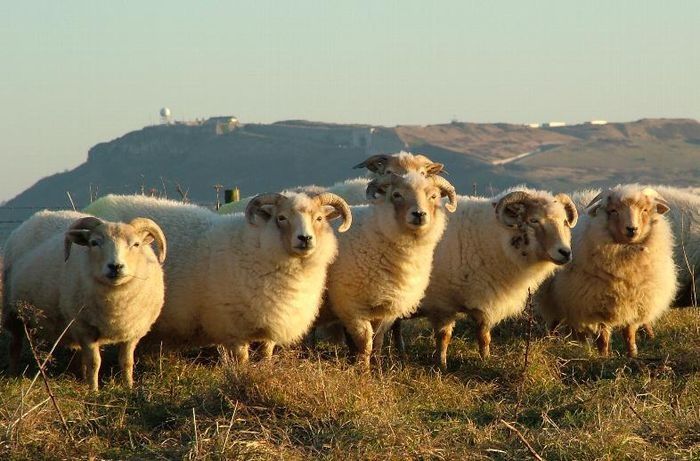 Furaje pentru miei , oi de carne si oi de lapte .