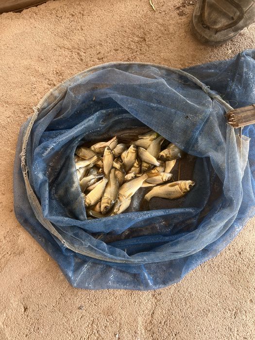 Малек сиголетка сазан карп