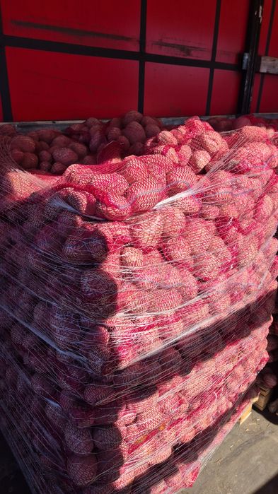 Cartofi pol cantități mari toate soiurile