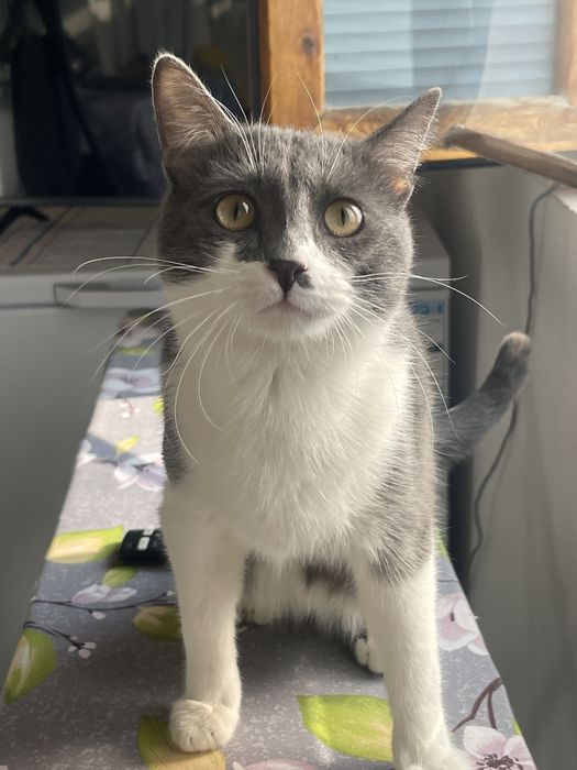 Отдавм своего кота в добрую семью без маленьких детей .котик дружелюбн