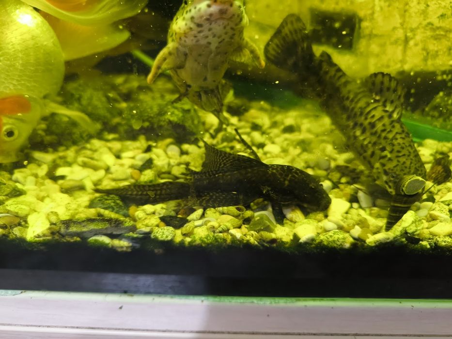 Продам или обменяю анцитруса вуалехвоста