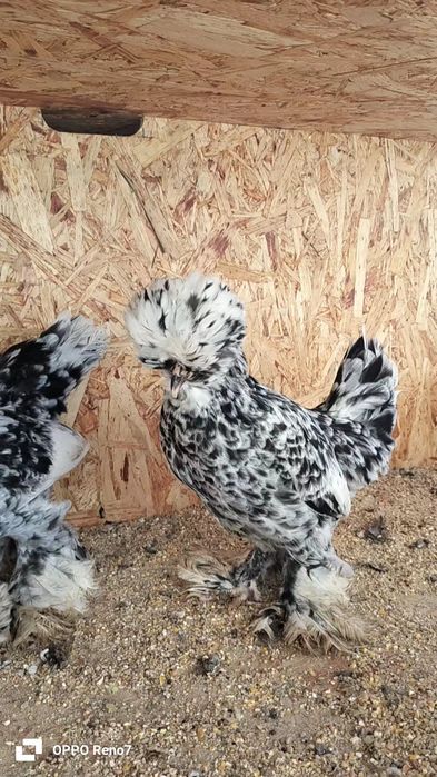 Kares joʻjalar sotiladi