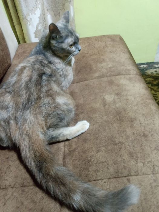 Подарю прекрасную кошечку для счастья