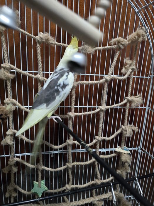 Nimfa blândă crescuta la seringa