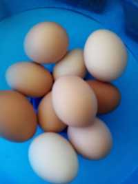 Ouă Brahma herminat deschis