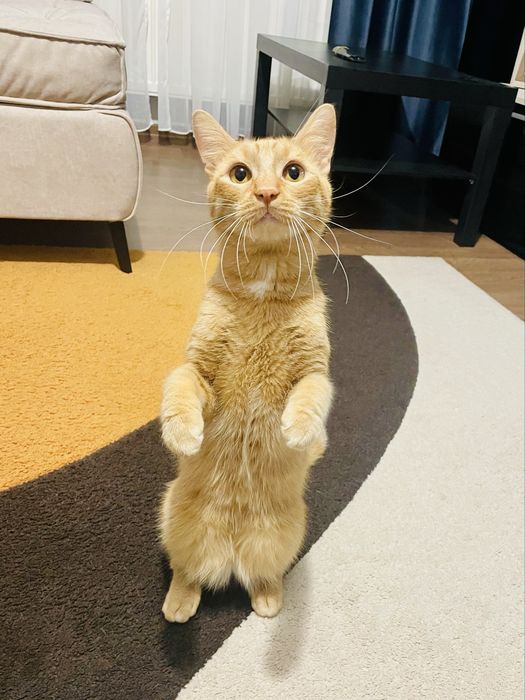 Cronos - motanul jucaus