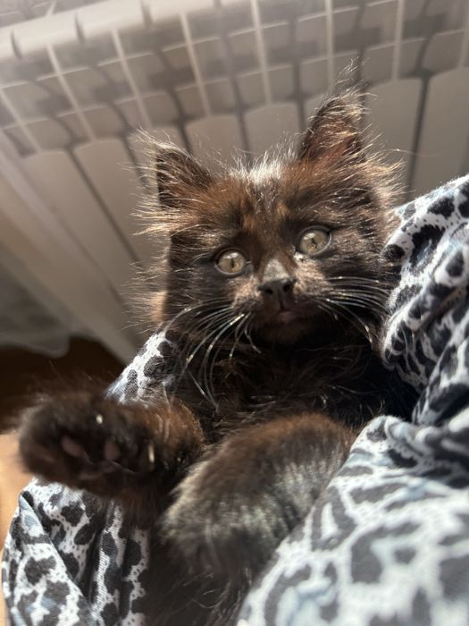 Отдам котенка в хорошие руки