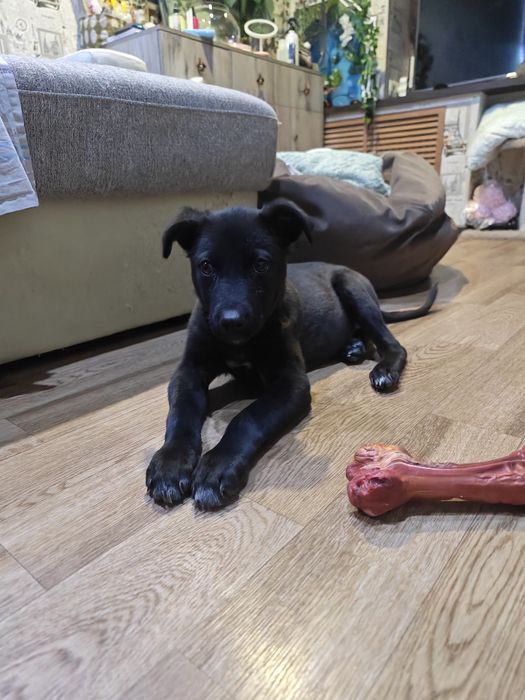 Малышка ищет дом и человека, которому сможет доверять