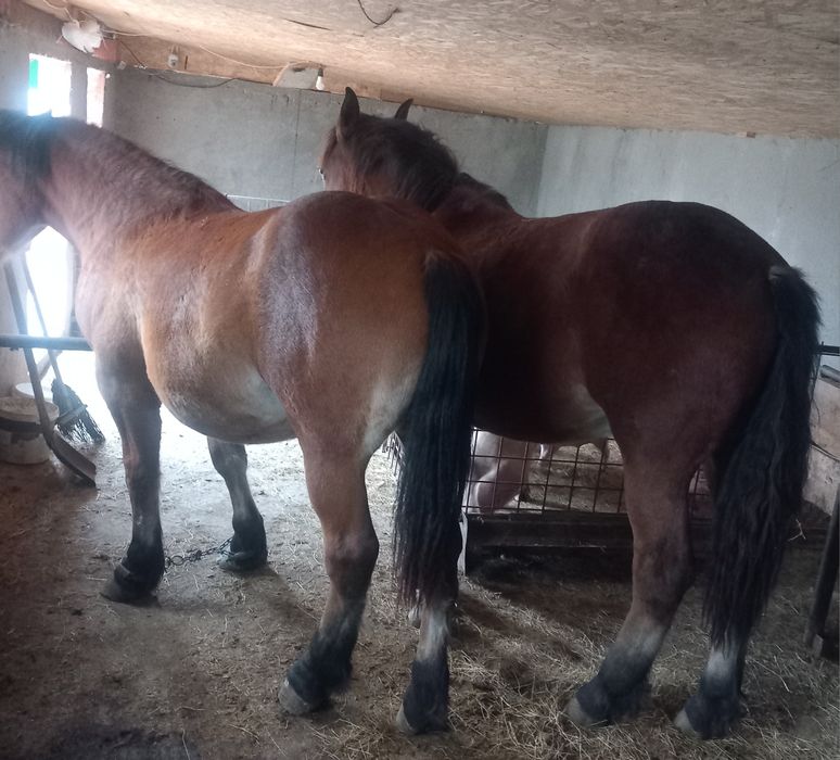 Vând 2 manze foarte cuminte