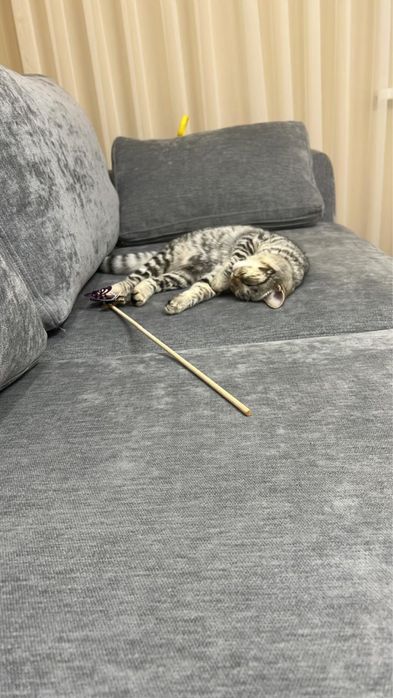 Продам шотландского котенка