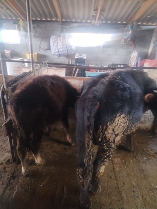 Бұзау 8айлық сатылады