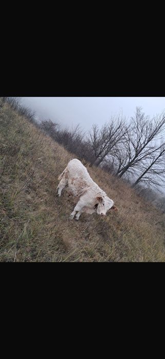Vitei de vanzare in jud Bacau