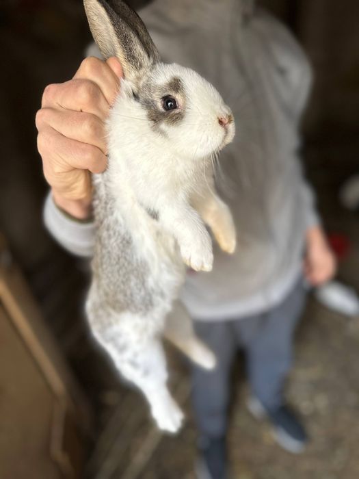 Quyon va quyon bolalari