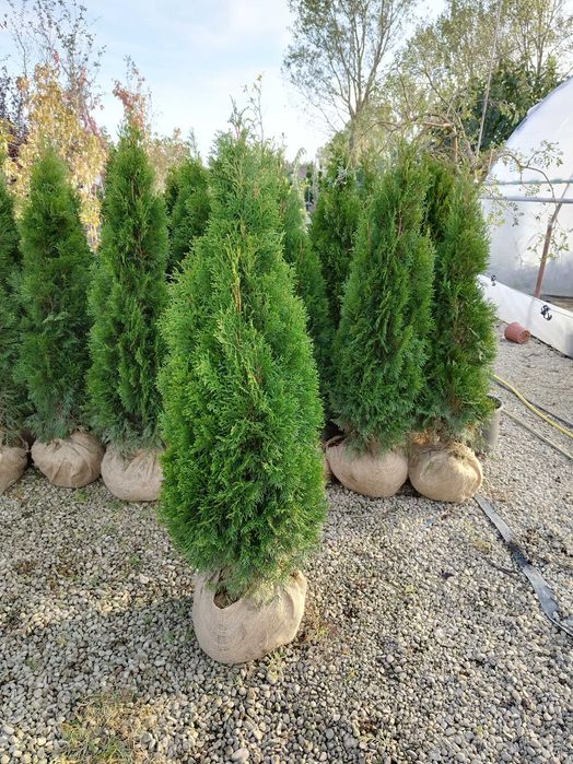 Tuia smaragd direct dela producător