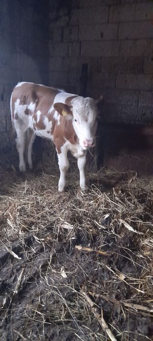 Vițea balțati românesti