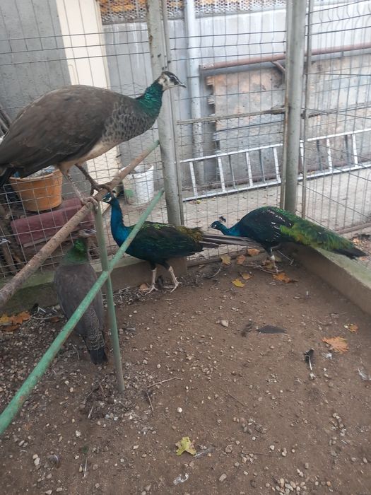 Vând masculi maturi