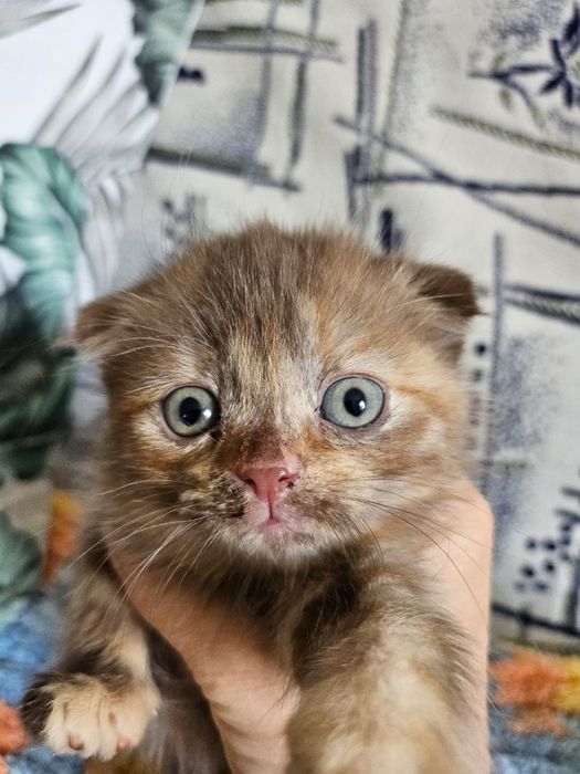 Отдам котят отдам котят