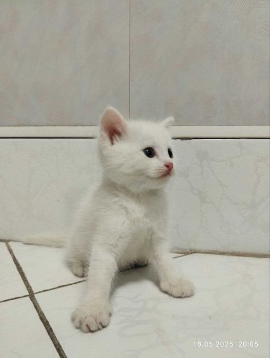 Котята скоттишфолд чистокровные