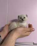 Motanel ragdoll alb - bluepoint