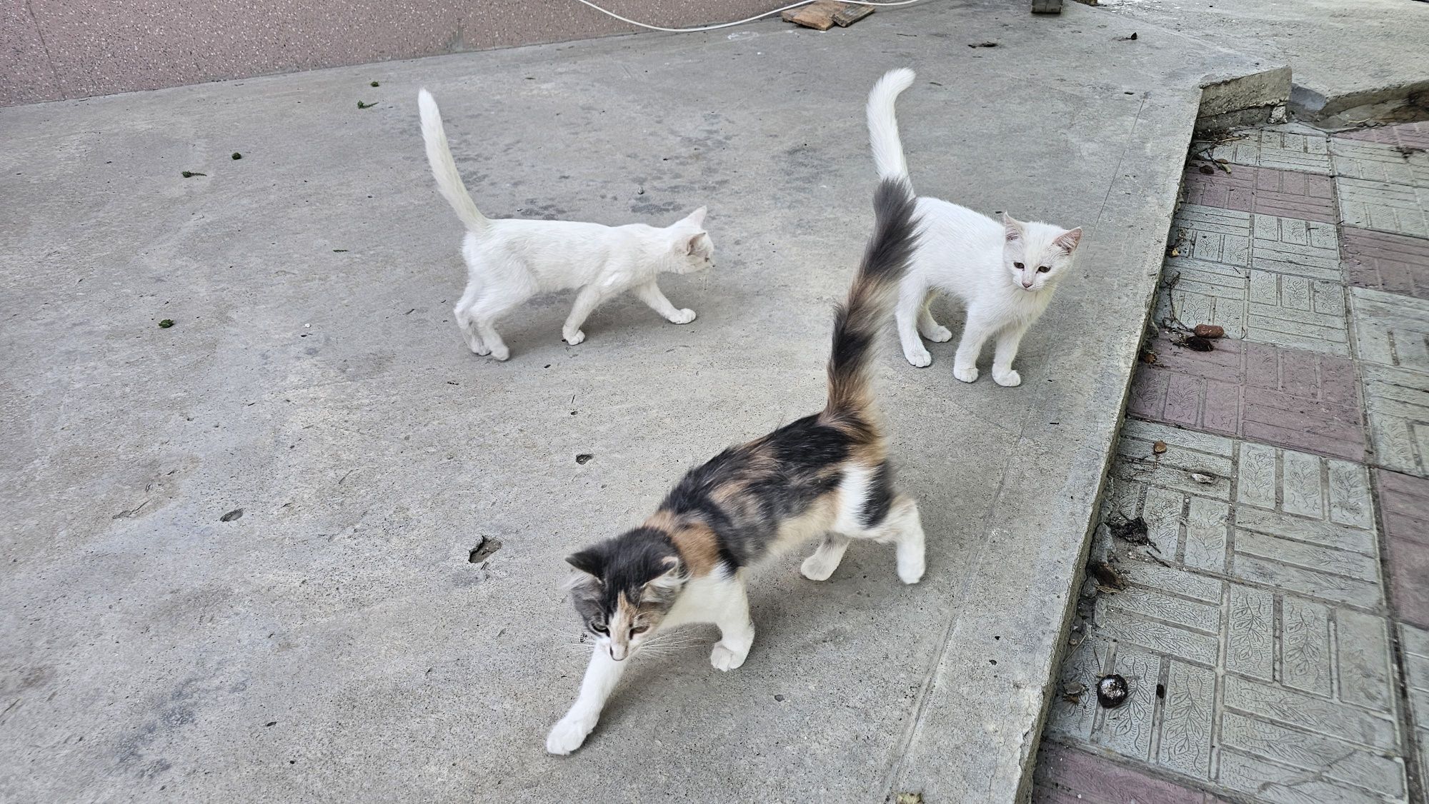 Отдам бесплатно котят