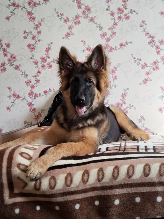 Щенок немецкой овчарки