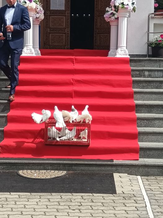 Porumbei evenimente Timișoara