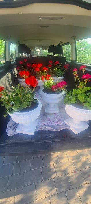 Super oferta ghivece ornamentale