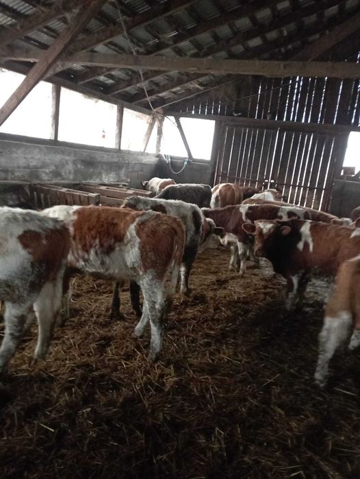 Viţei si vițele bălțată de carne