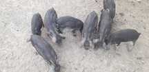 Vand cereale pt animale