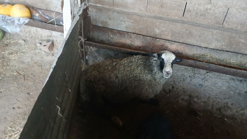 Ровански қой сатылады