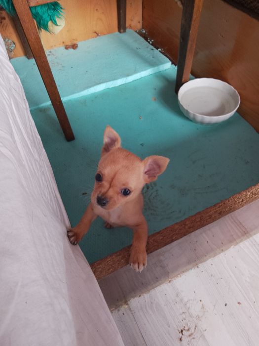 Кучета мини пинчер