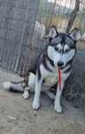 Catea husky Siberian