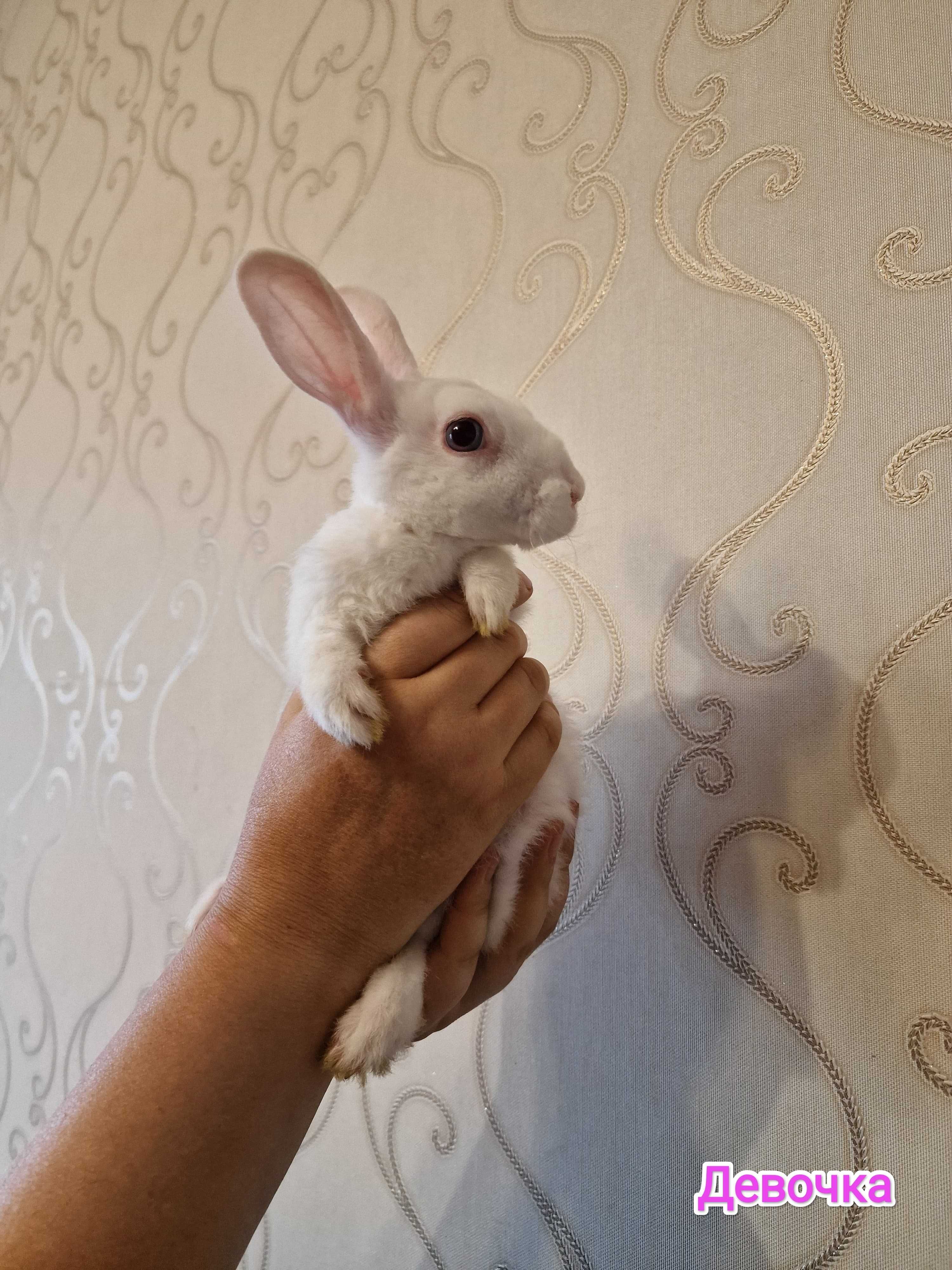 Кролик, как из шляпы фокусника