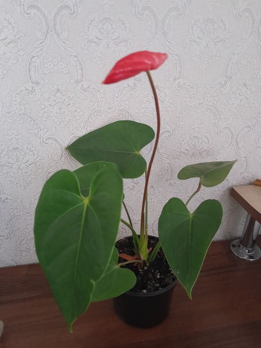 Цветет Мужское счастье антуриум красный