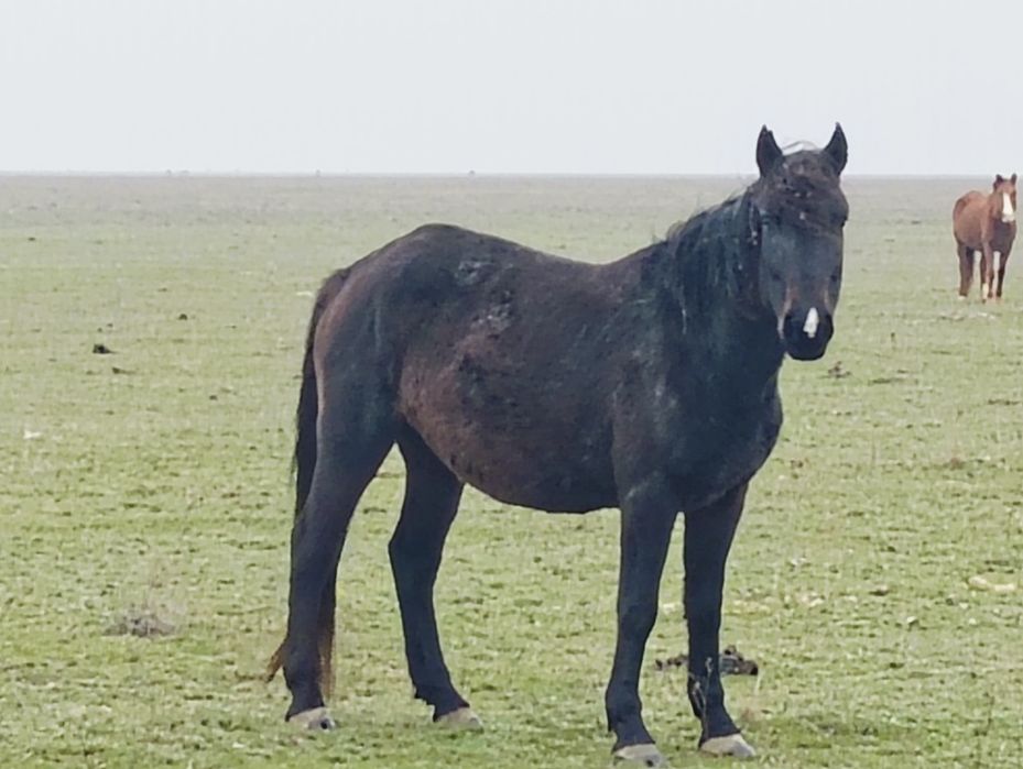 4/5 жасар биелер сатылады айгырымен
