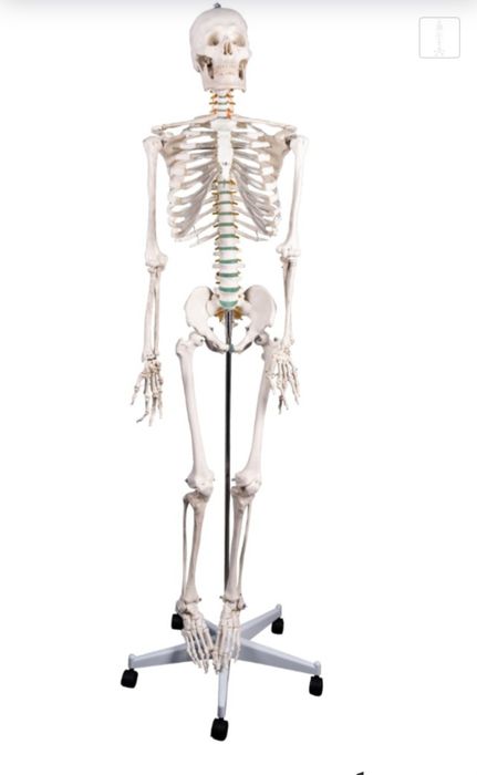 Одам скелети - бирга- бир ўлчамда қилинган